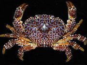 Public warned vs eating these toxic seafood