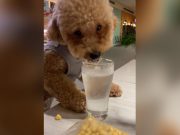 ‘Inconsiderate and selfish’: Dog owner faces backlash for letting pet drink from a glass of water