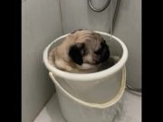 Pet pug relaxes in plastic tub as he bathes in the shower