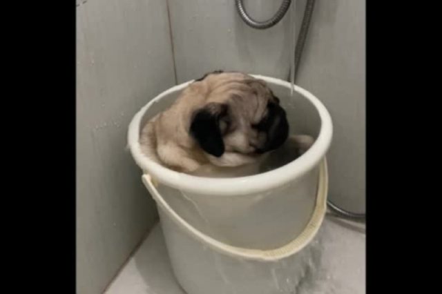 pug-bath