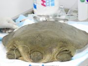 Critically endangered turtle rescued in Apayao River