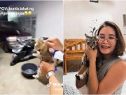 ‘Meet Payapa’: Cat in viral sacking video rescued by concerned Filipino