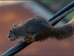 ‘Its presence is not promoted’: DENR reports squirrel sightings in Metro Manila