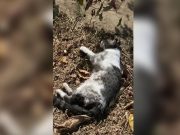 Call for additional witnesses in ongoing Ghost animal cruelty case
