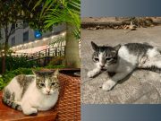 #JusticeforGhost: Cats of McKinley to pursue case over community cat Ghost’s death