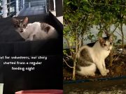 From stray to community star: Cats of McKinley shares Ghost’s journey