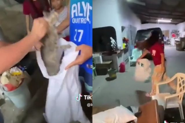 TikTok_pregnant cats
