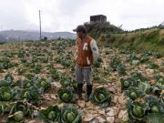 High fuel costs forcing Philippine farmers to abandon harvests