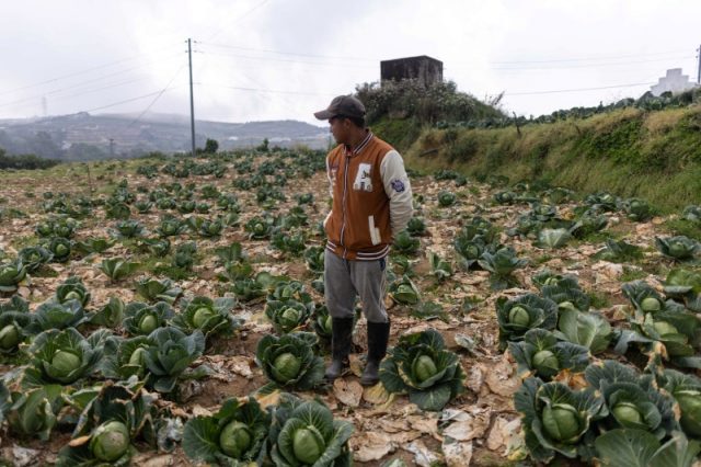 benguet-atok-harvests