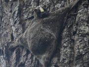 Philippine flying lemur ‘Kagwang’ makes rare appearance on Mt. Apo