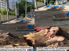 ‘This does not make Manila great again’: Groups call for halt to tree-cutting for SALEX
