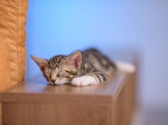 Viral: Sleeping kitten becomes mock patient for nursing student’s school activity