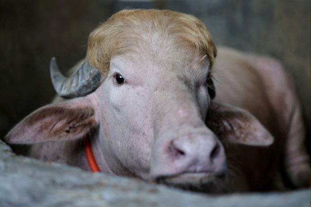 albino-buffalo-bangladesh