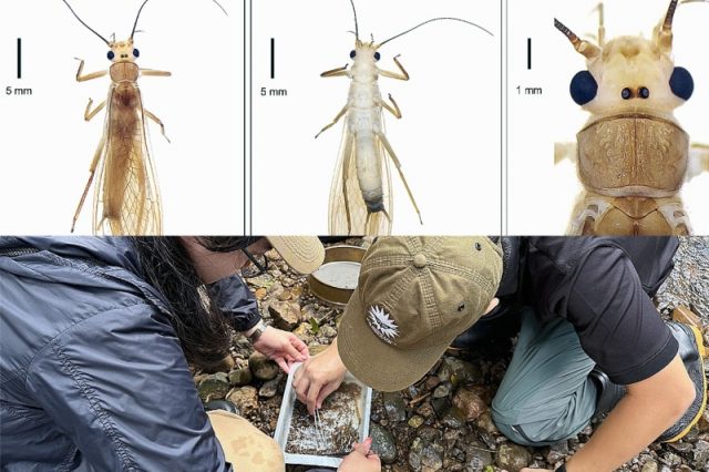 stonefly-lmwr