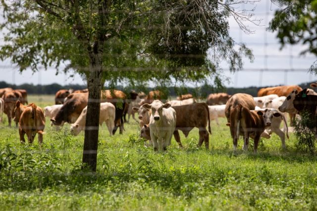 cattle-graze