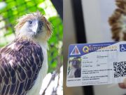 ‘Girlie’ the Philippine eagle recognized as senior citizen, PWD in Quezon City