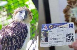 ‘Girlie’ the Philippine eagle recognized as senior citizen, PWD in Quezon City