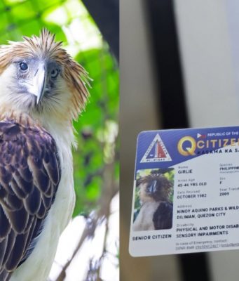 ‘Girlie’ the Philippine eagle recognized as senior citizen, PWD in Quezon City