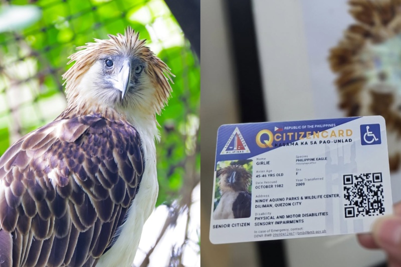 philstar.com - 'Girlie' the Philippine eagle recognized as senior citizen, PWD in Quezon City