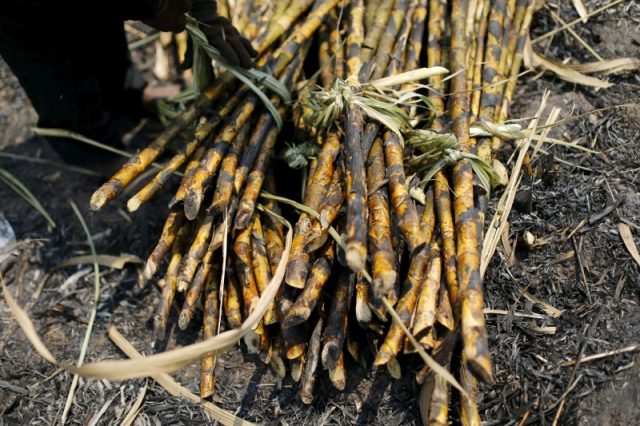 sugarcane-march-2026