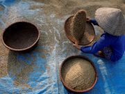 Vietnam rice export prices fall as Philippines pauses rice imports