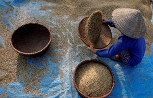 Vietnam rice export prices fall as Philippines pauses rice imports