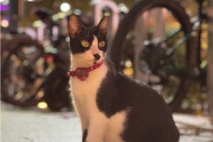 Bistro restaurant addresses reports of resident cat’s alleged eviction in BGC