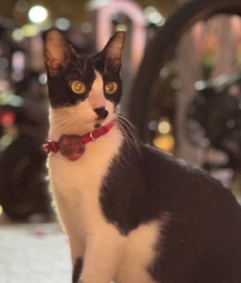 Bistro restaurant addresses reports of resident cat’s alleged eviction in BGC